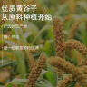 捕渔达人【新粮】带壳黄谷子 鹦鹉鸟食带壳黄小米粮食鹦鹉饲料鸟粮黄谷子 实拍图