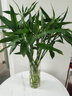 富贵竹水培植物盆栽绿植花卉室内花客厅招财水养转运竹节节高 富贵竹50-60厘米10颗（热卖款 不带花瓶 实拍图