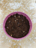 IAM City Farmer波斯菊DIY趣味种植盆栽好种易活花卉种植幼儿园儿童盆栽开花不断 实拍图