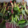 辰实【现挖发顺丰】鱼腥草新鲜 折耳根叶子 侧耳根节节根蔬菜现挖发 4斤四川鱼腥草嫩叶【顺丰快递】 实拍图