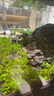 尼特利（NETLEA）水草泥鱼缸净水营养土水族养鱼水藻泥免水洗种植土草缸陶粒底砂 开缸推荐A 实拍图
