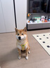 嬉皮狗摇摇乐狗狗牵引绳背心式小型犬宠物胸背狗链 XL码 建议15-28斤 实拍图
