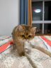 领先【甄嬛传联名】主食猫条桶14g*90条(10种口味)成幼猫湿粮营养补水 实拍图