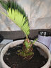 御春阁 铁树苗 四季常青 耐寒 铁树盆景盆栽苗子四季常青 苏铁树苗好养 5厘米球径 实拍图