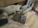 兽牌美居实木猫爬架不占地小户型猫架多层猫树猫窝猫抓板一体带太空舱 美居L-Pro 实拍图