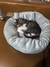 梵都宠舍猫窝冬季保暖蛋挞猫垫子四季通用猫狗窝猫床宠物窝 实拍图