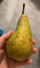 沃鲜谷【顺丰】比利时啤梨 青啤梨 宝宝食物 新鲜水果 3斤箱装 实拍图