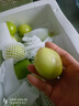 思卓（SIZHUO）果园现摘 福建大青枣牛奶枣新鲜水果 整箱5斤 净重 4.5斤单果30g+ 实拍图