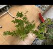虹越（HONGYUE）蓝莓果苗盆栽苗 南方北方庭院阳台种植果树苗HN 【南北可种】“一号蓝莓”1加仑 实拍图