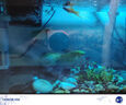 云峰海瑞 小型热带鱼观赏鱼活体红绿灯鱼淡水水族鱼宠物虎(四间鱼)皮鱼 黄曼龙鱼3条 实拍图