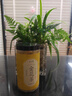 半山农 金花茶 广西十万大山精选冻干花朵金花茶叶泡水喝花草养生茶25克 实拍图