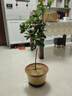 益绮椛桂花树苗盆栽四季开花庭院绿化美观室内外地栽大树浓香型花卉绿植 金桂 4年苗【当年开花】 实拍图