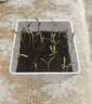 IAM City Farmer草莓罐头盆栽儿童种植小盆栽幼儿园植物学生种植工位种菜10062 实拍图