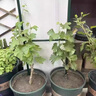尔澜嫁接阳光玫瑰葡萄树苗包结果盆栽地栽水果树苗葡萄苗木源头直发 实拍图