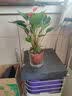 行湘水培植物粉掌盆栽植物红掌内面好养鲜花水养绿植花卉 源头直发 实拍图