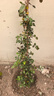 花友藤本月季花苗月季花树苗盆栽特大花苗庭院爬藤植物阳台蔷薇爬墙 御用马车【爬藤】大苗 1-1.3米高度多分叉 实拍图