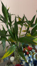 富贵竹水培植物盆栽绿植花卉室内花客厅招财水养转运竹节节高 粗竹80厘米左右高度10颗 不带花瓶 实拍图