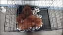 狗笼子室内带厕所分离家用便携中型犬小型犬笼子泰迪比熊狗笼 珍珠黑-笼子+接便盘 61*42*50(20斤以内） 实拍图