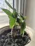 通沭发财树室内盆栽花卉绿植桌面发财树 单杆发财树+早安盆源头直发 实拍图