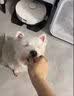 瓜洲牧小鱼干猫咪零食宠物无盐幼猫增肥补钙磨牙猫粮河虾冻干多春鱼 大桶囤货【升级款半桶装500g】 实拍图