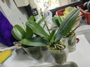 爱你一万年蝴蝶兰花苗带花剑带花苞盆栽兰花大苗客厅室内植物花卉四季好养活 公主带营养液 实拍图