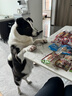 SMARTBONES狗零食会员礼包洁齿骨狗狗磨牙棒鸡肉牛肉幼犬小型犬大型犬狗咬胶 全家福会员礼包 实拍图