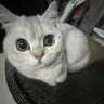 猫玩具小老鼠毛绒宠物猫咪玩具仿真遥控老鼠手动幼猫自嗨逗猫狗狗 【白色】发条小老鼠 实拍图