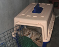 萌嘟星宠 宠物航空箱猫咪空运包猫笼猫包狗狗托运便携车载猫箱子 实拍图