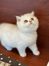 佳朔金渐层活体宠物猫咪幼猫纯种英短全程辅助养猫签订合同双重保障 宠物级 英短银渐层 实拍图
