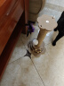 喵丽丝猫抓板猫爬架一体耐磨不掉屑剑麻抓柱耐抓逗猫棒猫咪玩具自嗨解闷 【冲量款】四合一猫抓柱40cm 收藏加购优先发货 实拍图