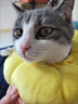 欢宠网 伊丽莎白圈猫狗宠物狗狗猫咪头套项圈颈脖圈防舔咬脖套耻辱圈伊利沙白猫圈绝育用品 XS 实拍图