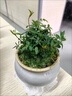 姬月季日本姬乙女姬超微蔷微迷你盆景庭院室内阳台面盆栽花卉 约15-20黄金雅 带盆栽好 实拍图