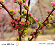 景德镇陶瓷花瓶摆件客厅插花落地高级感种花盆大复古陶罐水养中式 磨砂花瓶4号(可水培) 实拍图