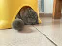 醇粹（Purich）FD猫粮全价冻干猫粮幼猫成猫纯粹猫粮英短美短布偶折耳鸡肉猫粮 7%冻干双拼生骨肉猫粮1.5kg 实拍图