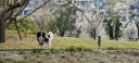 麦富迪 宠物狗狗零食 成犬幼犬训狗奖励鸡肉干1200g 实拍图