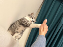 麦德氏IN-KAT猫咪健康养护套装 维生素营养片约120片+化毛营养片约120片+牛磺酸活力片约120片 实拍图