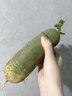 亨迅天津沙窝萝卜脆甜水果萝卜绿青萝卜特产根茎类新鲜蔬菜 尝鲜试吃2枚装丨小沙窝村直发 实拍图