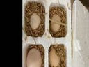 云依禾农庄农家散养新鲜土鸡蛋 笨鸡蛋草鸡蛋初生蛋 土鸡蛋40枚 实拍图