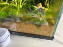 萌嘟星宠 鱼缸底砂水族箱底沙子细沙黄花色龟缸多肉装饰0.5-1mm 太行黄沙 实拍图
