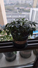 幸福树平安树绿植花卉小盆栽室内客厅办公室四季常青植物净化空气 5A幸福平安树2盆多颗原盆+肥料 实拍图