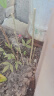 【带芽苞】买一送一矮化玉兰花耐寒花卉浓香型盆栽四季开花 紫玉兰/优质特大苗【买一送一】 晒单实拍图