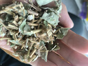 修年堂 金钱草250g/袋 广金钱草铜钱草 马蹄香大叶金钱草茶可泡茶煮水 实拍图
