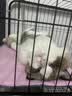 京喜自营-专用品牌猫笼子超大室内猫别墅多层猫舍送货上门 方管款-黑色双层60*45*66 套餐一：三件套 实拍图