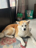 凯锐思 柴犬狗粮 专用秋田犬狗粮幼犬成犬田园犬专用粮 【羊奶护胃40斤】4斤*10袋 实拍图
