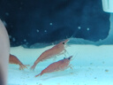 森森（SUNSUN） 鱼缸水族箱金鱼缸带灯鱼缸过滤器玻璃鱼缸桌面鱼缸 白色 高清玻璃HR-230（带18件） 实拍图