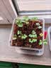 沪上花匠儿童种植小盆栽幼儿园观察植物种子凤仙花种籽子小学生向日葵种孑 【矮向日葵】高透明观察窗套装+（送20页观察记录本 实拍图