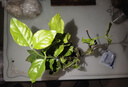 茉莉花苗盆栽带花苞九里香老桩花卉植物室内浓香四季开花好养 中份茉莉花【3-5颗】花苞一般 实拍图