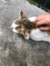顽皮（Wanpy）猫条猫咪零食欧一吸猫条成猫幼猫湿粮包猫咪流质零食布丁 金枪鱼+虾仁味5条/袋 实拍图