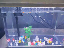 最萌鱼缸新款家用小型观赏鱼鱼缸三合一节能水泵过滤制氧一体机乌龟缸 24X17X28（带盖标准套餐） 实拍图