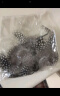 小古世逗猫棒猫咪玩具竹蜻蜓自嗨解闷长杆钢丝羽毛带铃铛幼猫耐咬替换头 波点羽毛头5个 实拍图